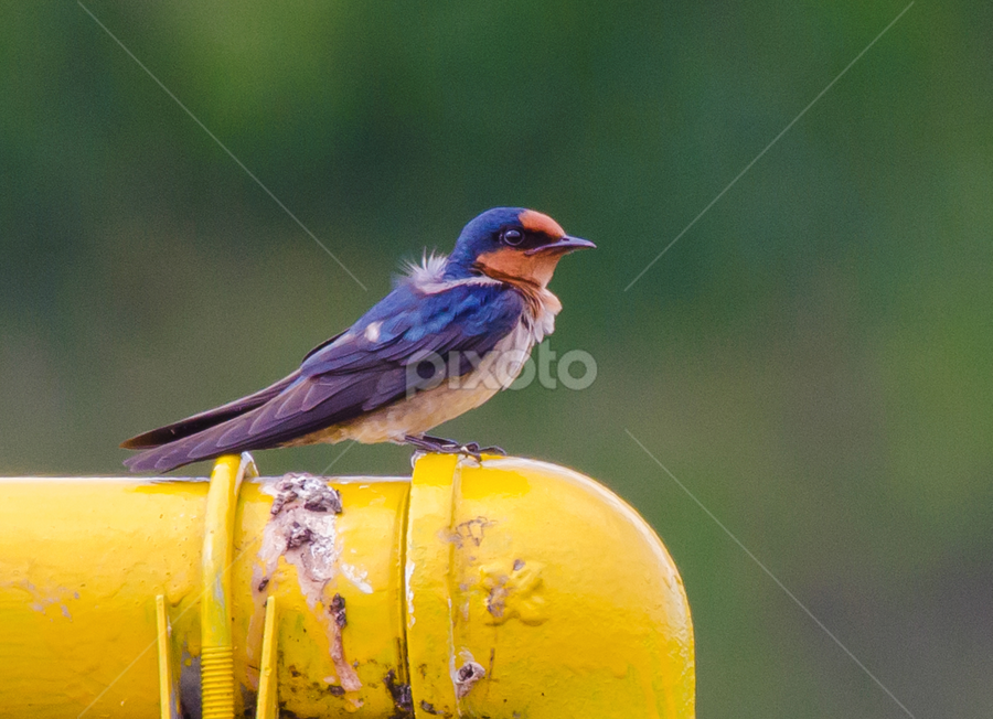 Swiftlet Birds Animals Pixoto