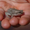 Desert tree frog