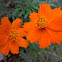 Orange Cosmos Flower