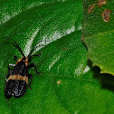 Net-winged Beetle