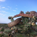Western Coachwhip