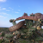 Western Coachwhip