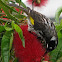 New Holland Honeyeater