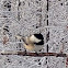 Black-Capped Chickadee