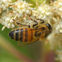 Honey Bee