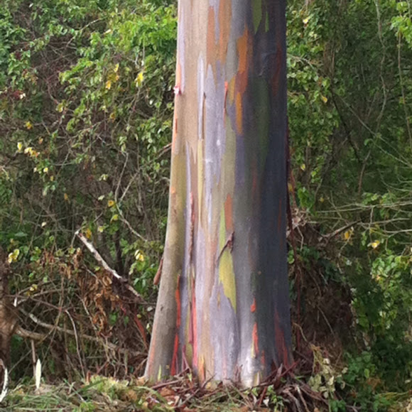Spotting Image 1