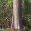 Rainbow Eucalyptus