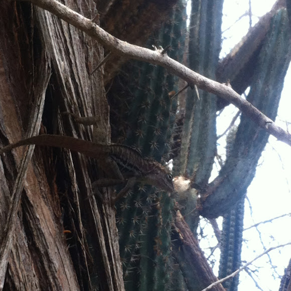 Spotting Image 1