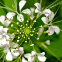 Spider Flower