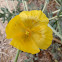 Amapola marina, Yellow hornpoppy