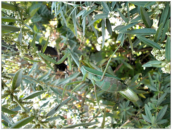 Spotting Image 1
