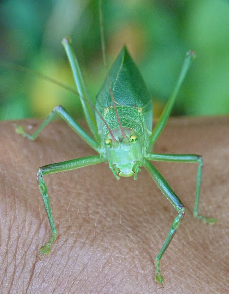 Spotting Image 1