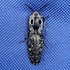 Eastern Eyed Click Beetle