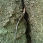 Skink