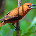 Hepatic Tanager