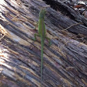 Carolina anole