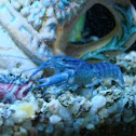 Blue lobster