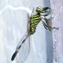 Green Marsh Hawk