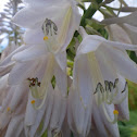 Hosta