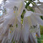 Hosta
