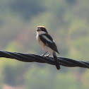 Woodchat shrike