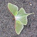 North American Luna Moth