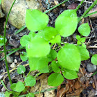 Chickweed