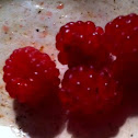 Rasberry