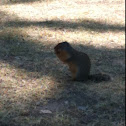 Ground Squirrel