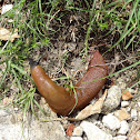 Red slug