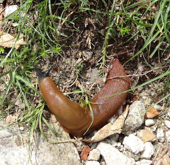 Spotting Image 1