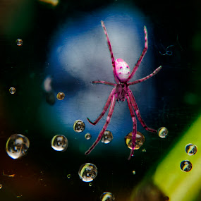 garden Spider by Jun Santos - Animals Insects & Spiders