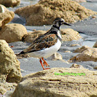 Ruddy Turnstone