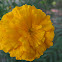 MARIGOLD
