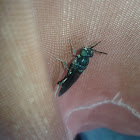 Black Soldier Fly