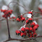 Hawthorn