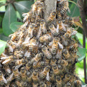 Common Honeybee