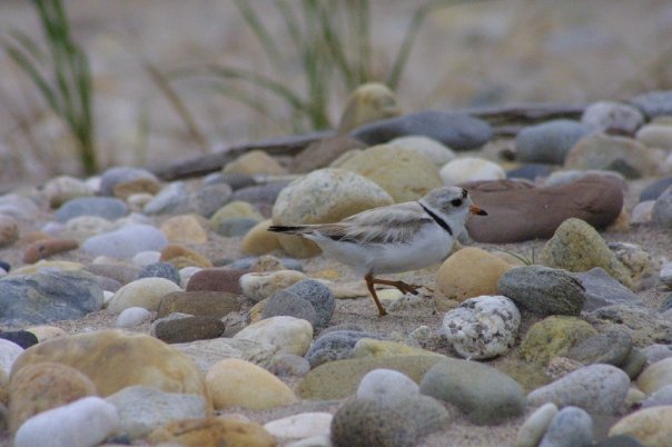 Piping Plover