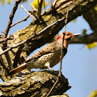 Northern Yellow-shafted Flicker