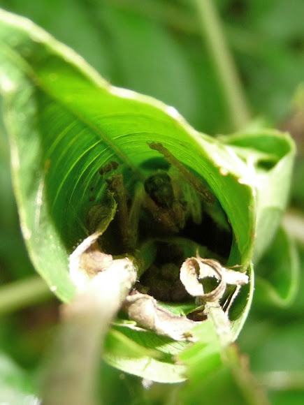 Spotting Image 1