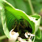 Katydid grasshopper