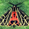 Tiger moth