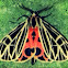 Tiger moth