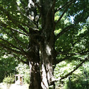 Silver maple