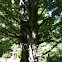Silver maple