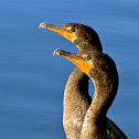 Cormorant