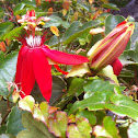 Crimson Passionflower