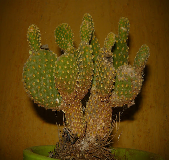 Spotting Image 1