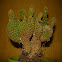 Nopalito