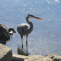 Great Blue Heron